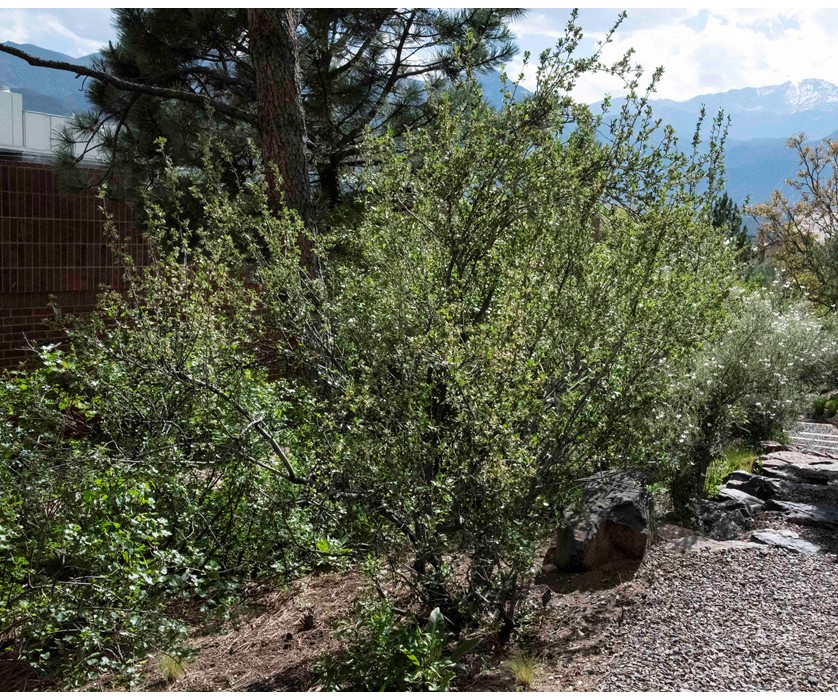 Mountain Mahogany